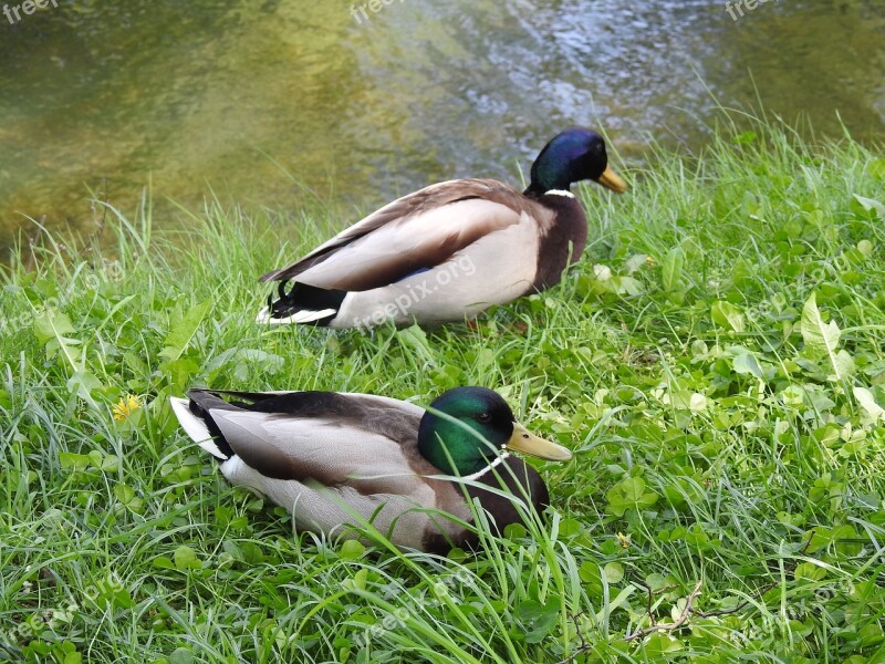 Nature Lawn Birds Animals Wild Ducks