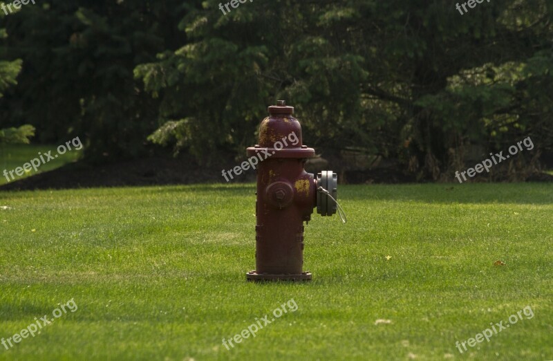 Tree Grass People Park Lawn