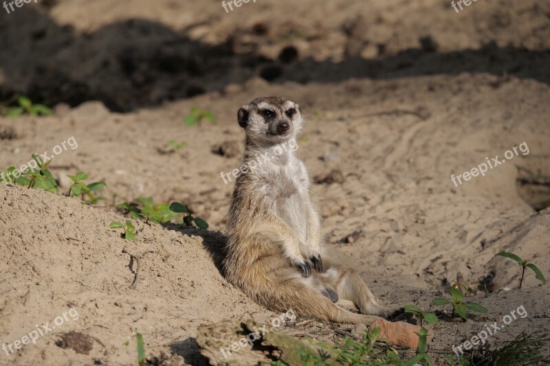 Nature Animal World Mammal Meerkat Animal