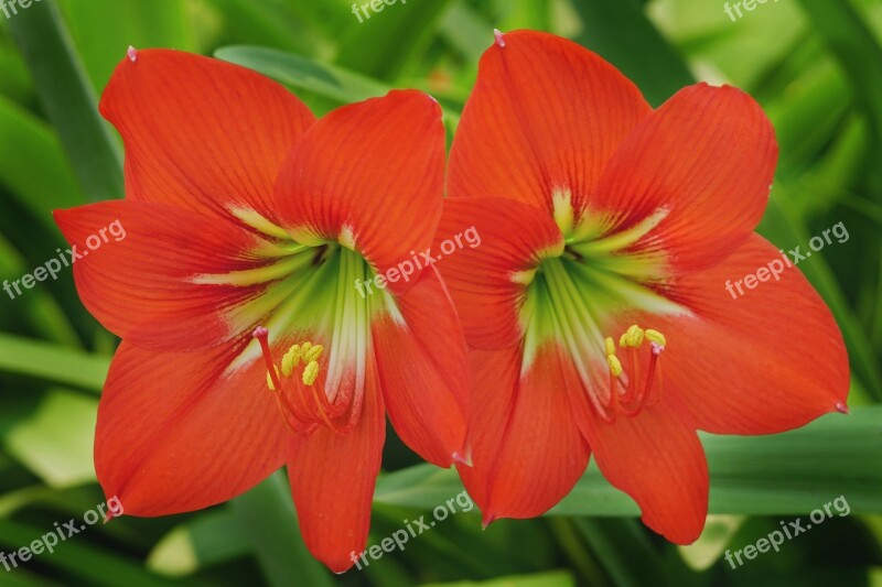 Pair Daylily Orange Red Day-lily Nature Flower