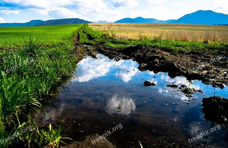 Pool Puddle Meadow Grass Heaven