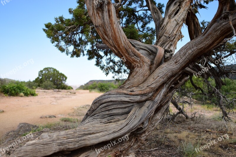 Nature Tree Landscape Outdoors Wood