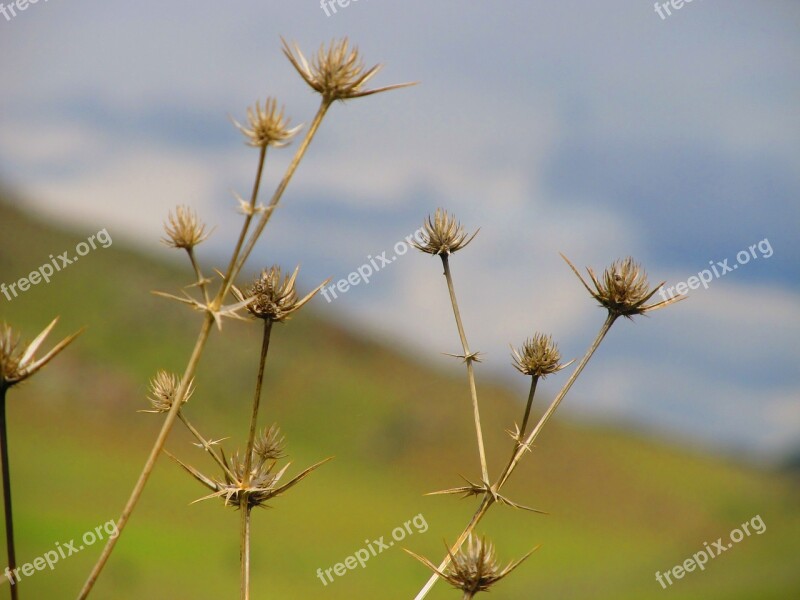 Nature Grass Area Plant Summer