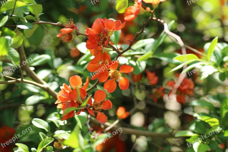 Chaenomeles Ornamental Shrub Flourishing Spring Full Bloom