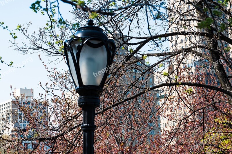 Street Lamp New York City Central Park Tree Lamp