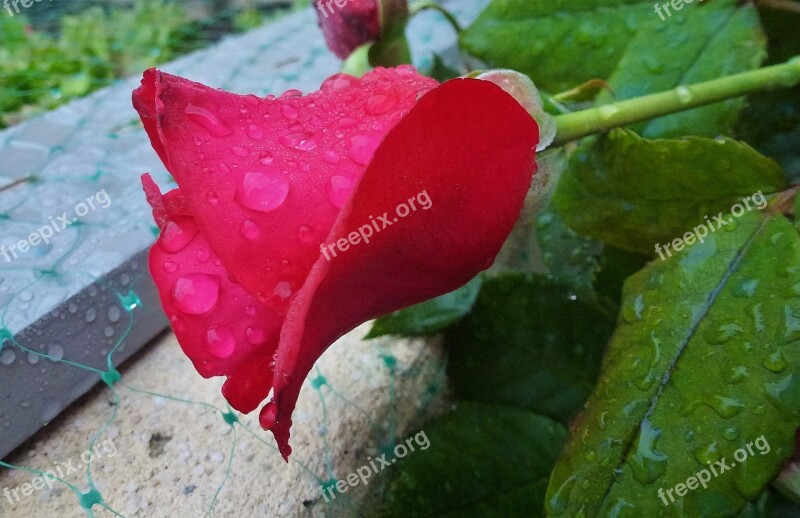 Nature Pink Red Flower Leaf