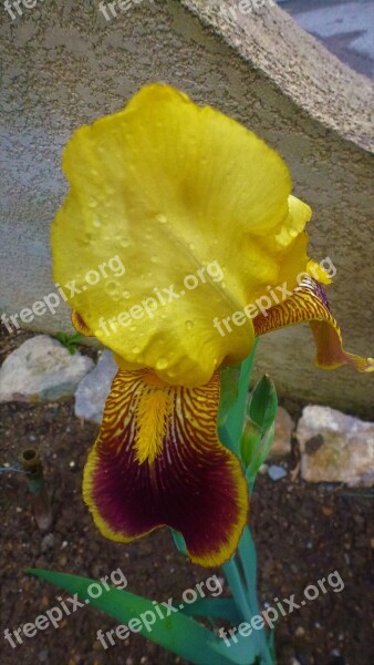 Nature Flower Iris Outdoor No Person