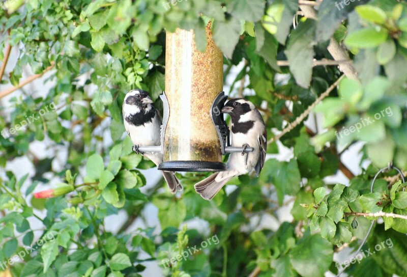 Nature Outdoors Bird Sparrow Bird Feeder