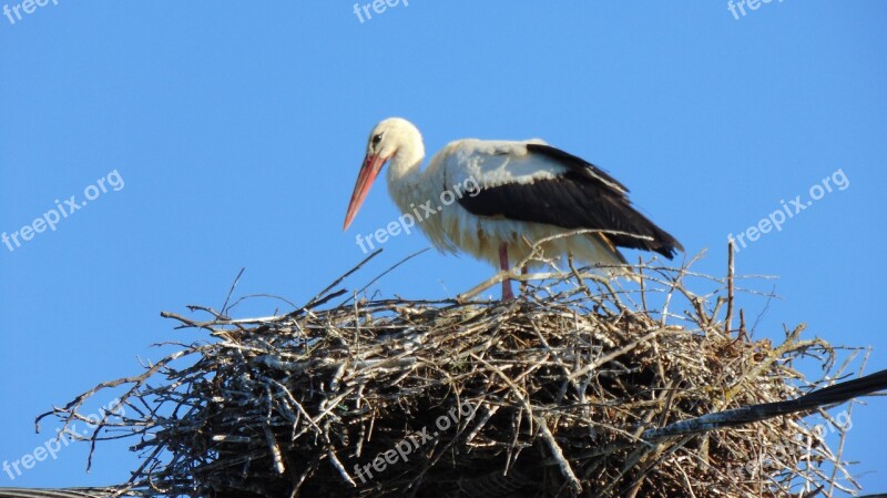 Bird Nature Wildlife Nest Animal