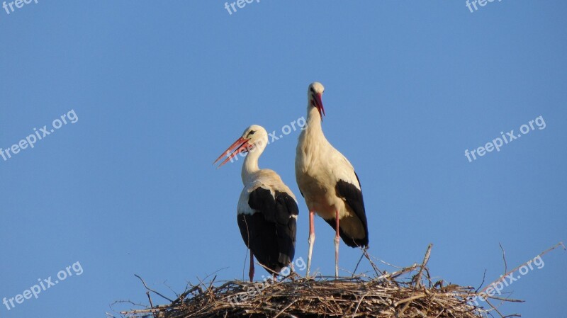 Wildlife Bird Nature Animal Beak