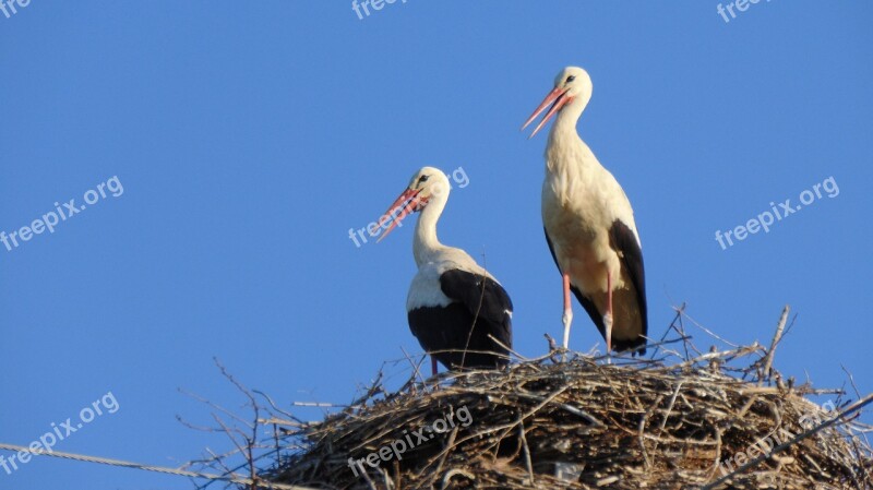 Bird Wildlife Nature Animal Stork