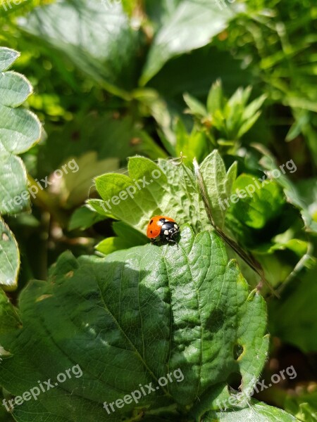 Nature Leaf Outdoors Flora Food