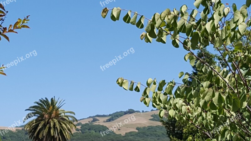 Flora Tree Hill Mound Mount