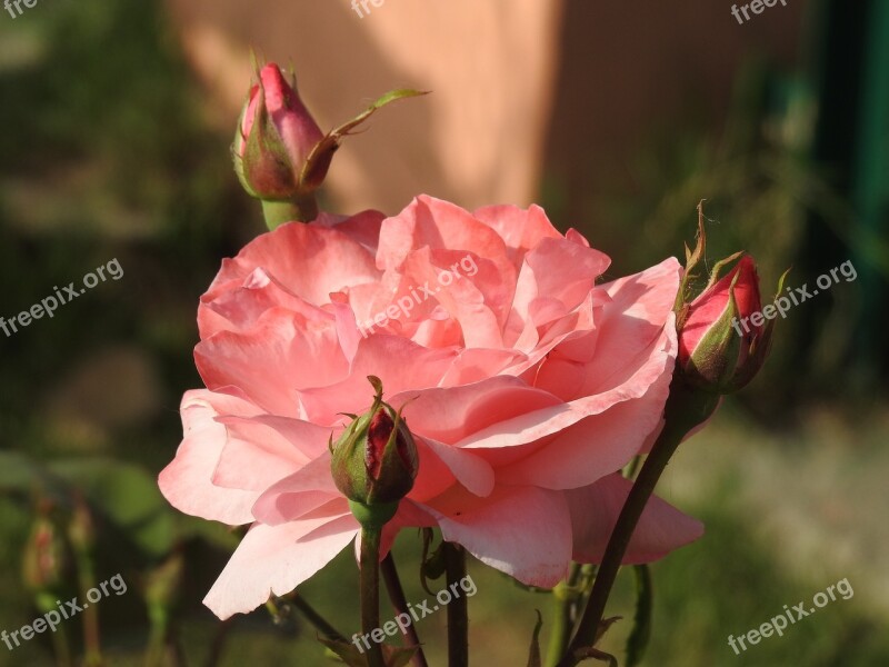 Flower Nature Flora Rose Kashmir