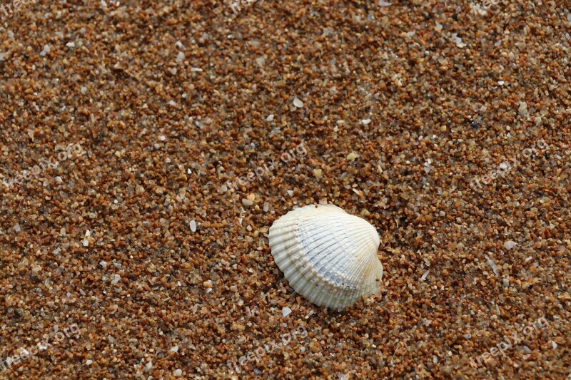 Sha Exoskeleton Coast Beach Background