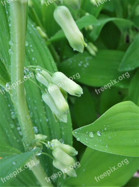 Plants Round Down Huang Ting Campanula Punctata Free Photos