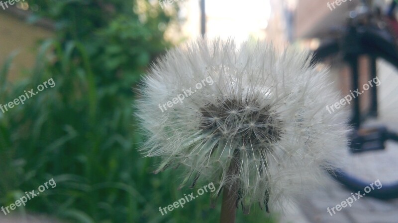 Nature Fluffy Taraxacum Plant Free Photos