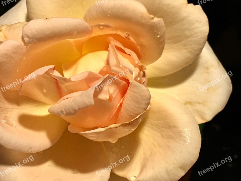 Petals Yellow Rose Rosa Garden Nature