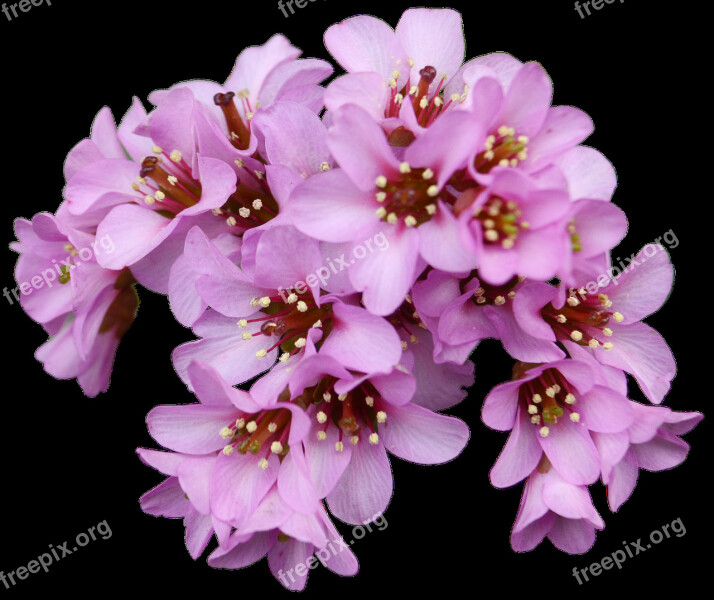 Bergenia Spring Pink Garden Plant