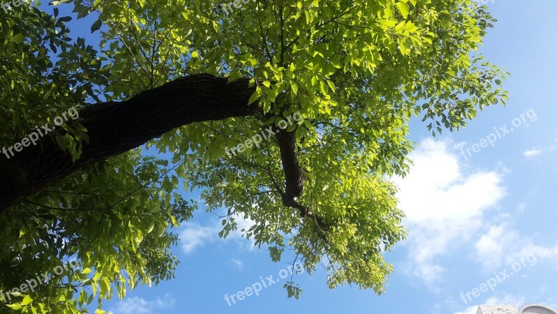 Tree Nature Leaf Branch Wood