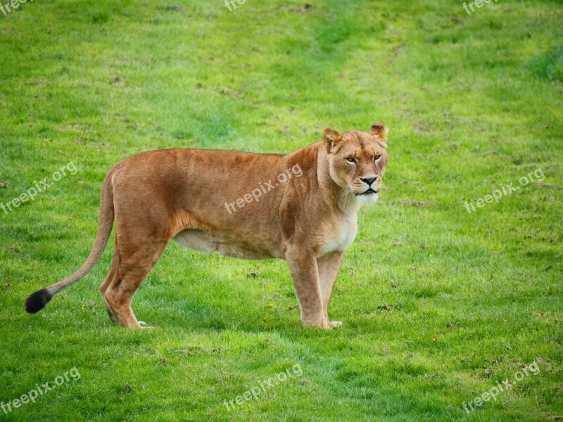 Lioness Lion Big Cat Feline Mammal