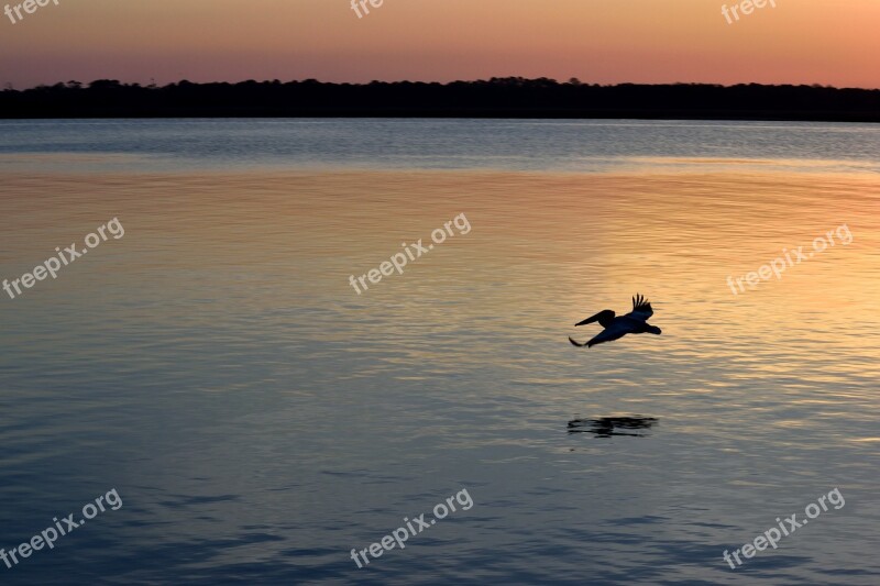 Pelican Sunset Silhouette Flying River