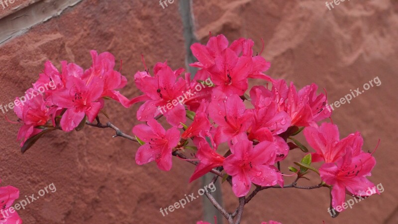 Flowers Nature Plants Incheon This Type