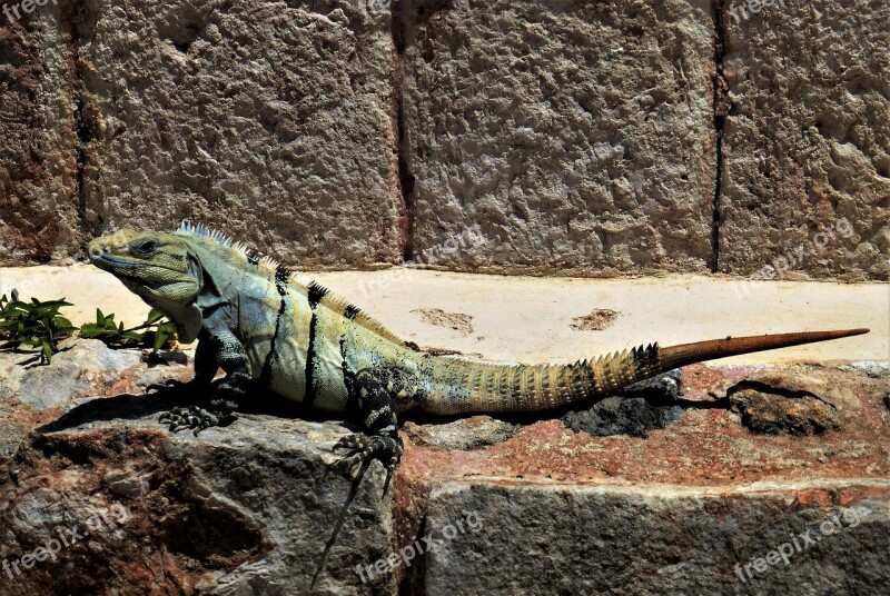 Nature Reptile Iguana Mexico Wild