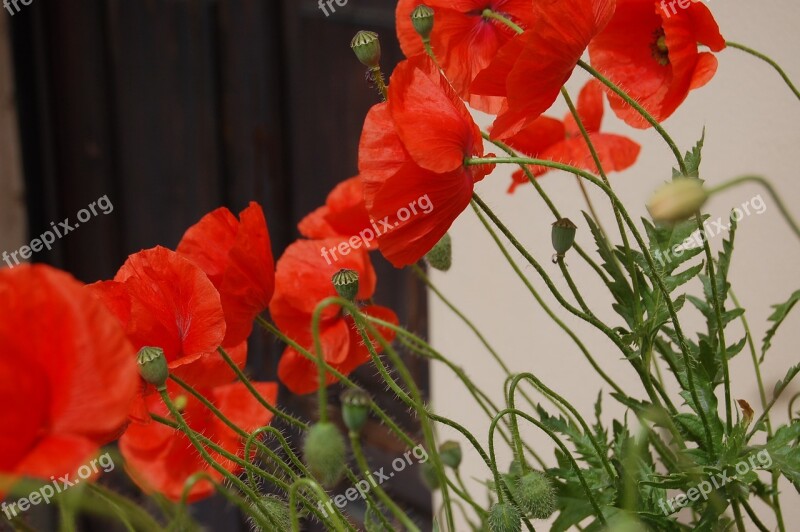 Flowers Poppies Nature Poppy Red Free Photos