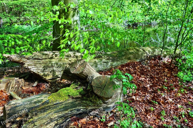 Log Trunk Cut Wood Foliage