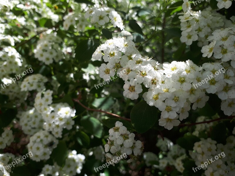 Flower Plant Nature Season Sheet