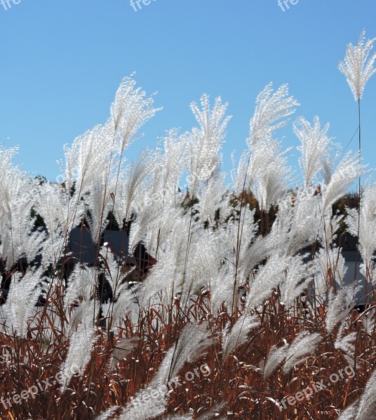 Pampas Grass White Seeds Outdoors