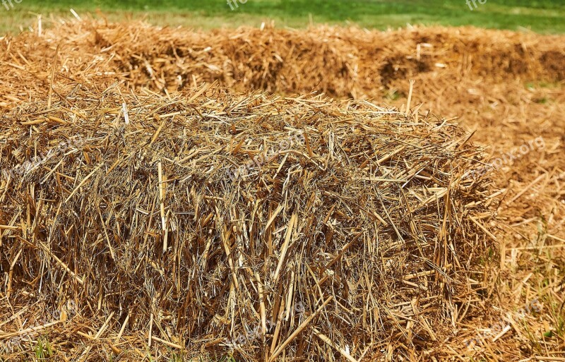 Straw Straw Bales Pile Of Straw Close Up Cereals