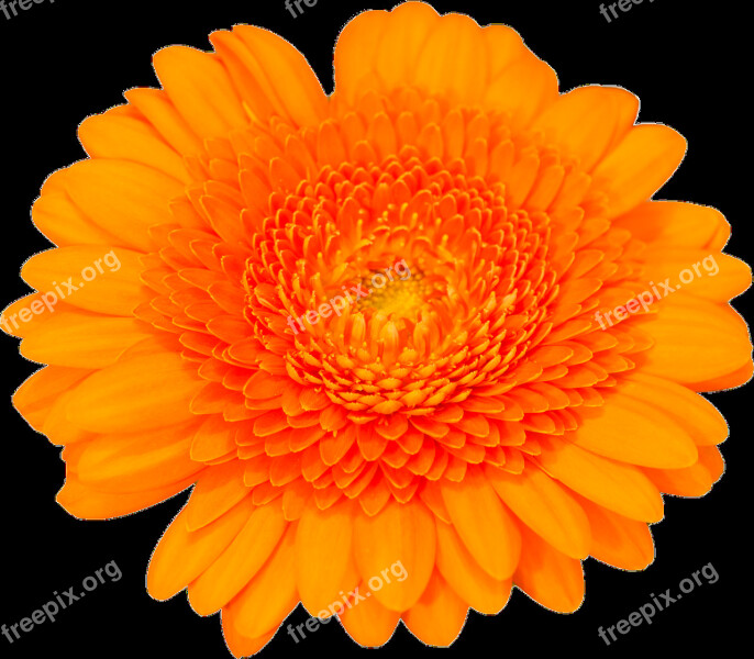 Gerbra Isolated Orange Transparent Blossom