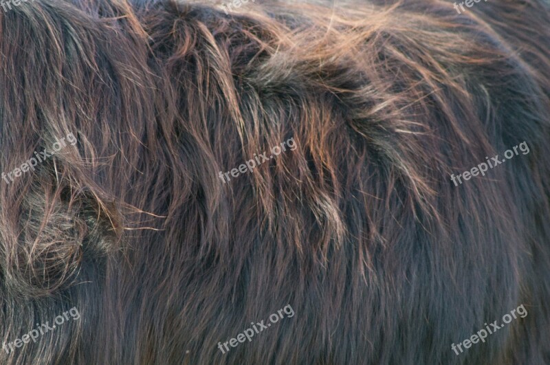 Fur Animal Nature Hair Background