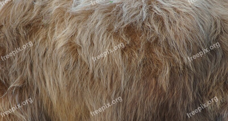 Fur Animal Nature Hair Background