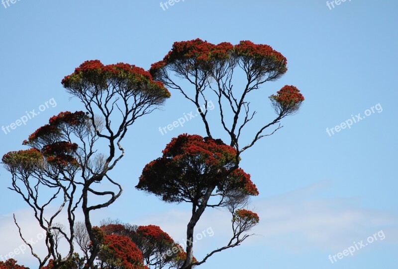 Tree Nature Sky Flora Landscape