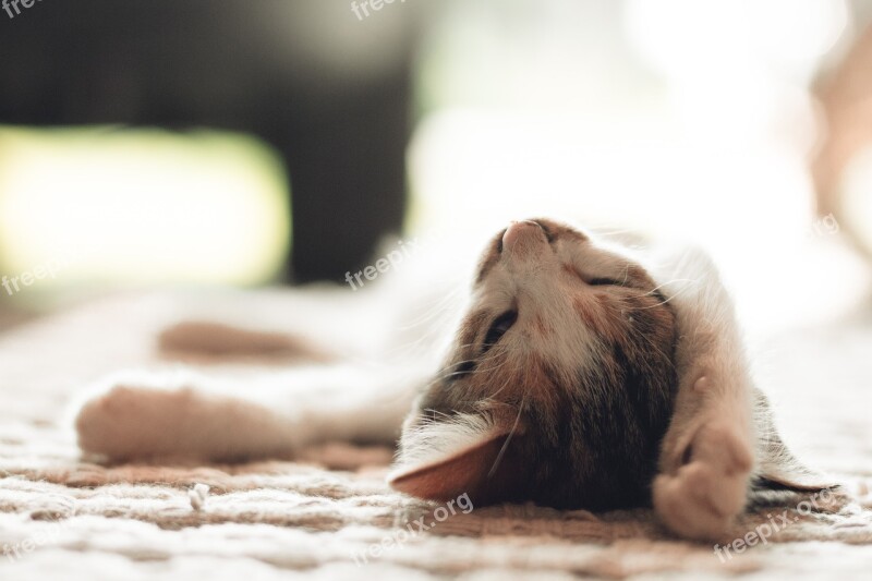 Cute Mammal Sleepy Cat Free Photos