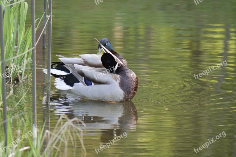 Puddle Waters Duck Lake Bird