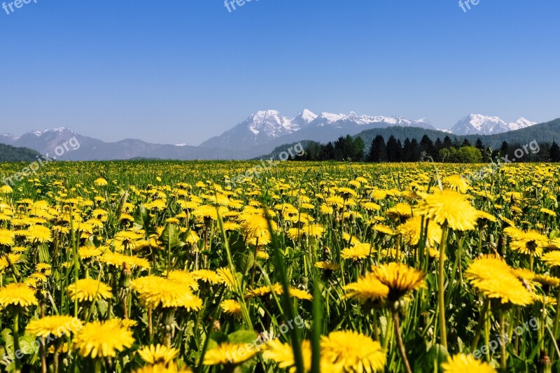 Nature Hayfield Summer Grass Field