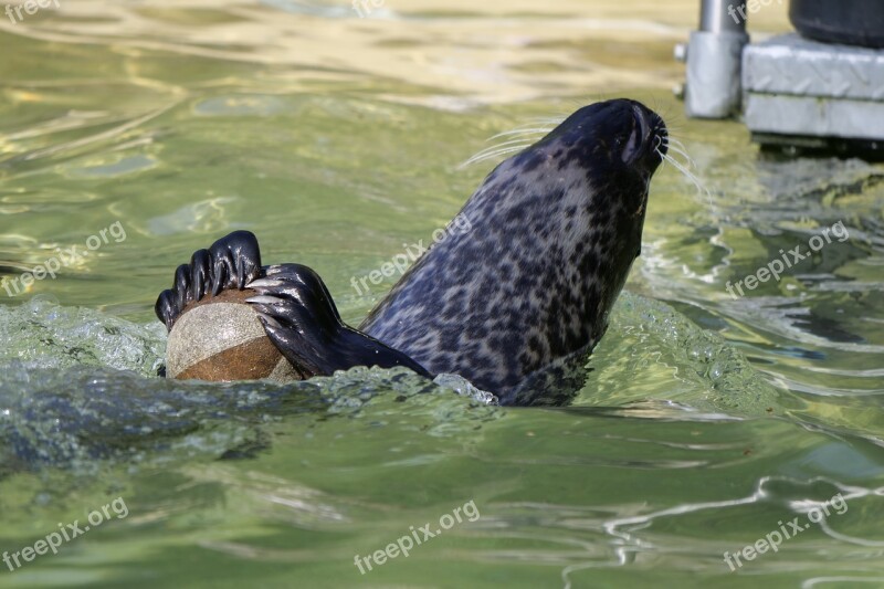 Waters Animal World Sea ​​lion Play Ball