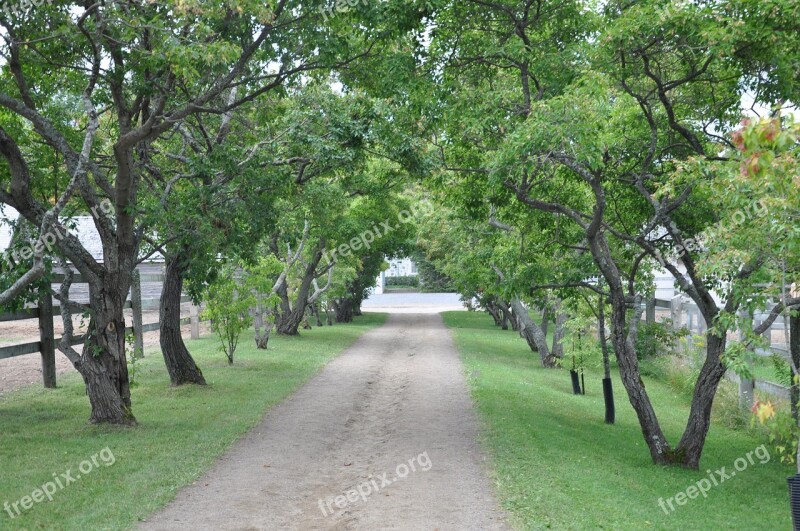 Tree Nature Wood Landscape Lawn