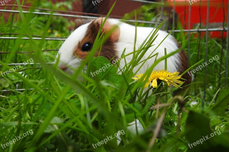 Nature Lawn At The Court Of A Little Animals