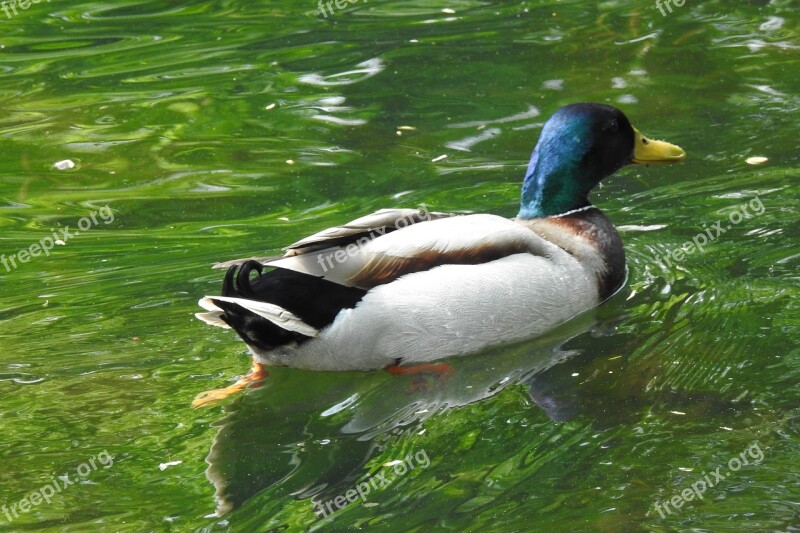 Birds Nature Monolithic Part Of The Waters Duck Floating Duck