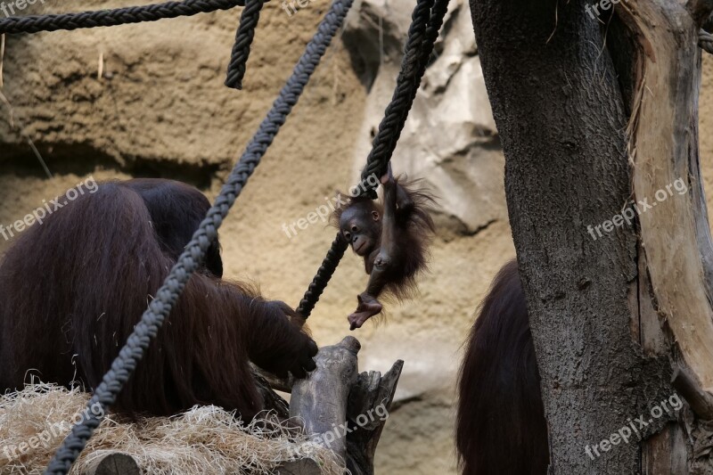 Mammal Orang-utan Young Cute Monkey Baby