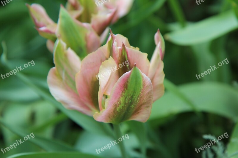 Tulip Tulip Green Petal Green Spring-flowering Tulip Spring