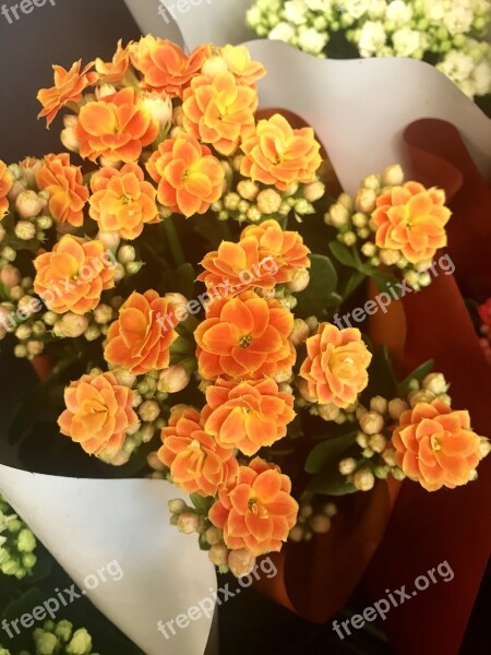 Flowers Indoor Flowers Kolopejka Kalanchoe Live Decoration