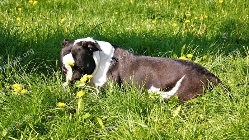 Grass Meadow Field Animal Nature