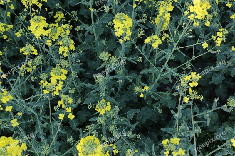 Flower Plant Field Nature Flowering