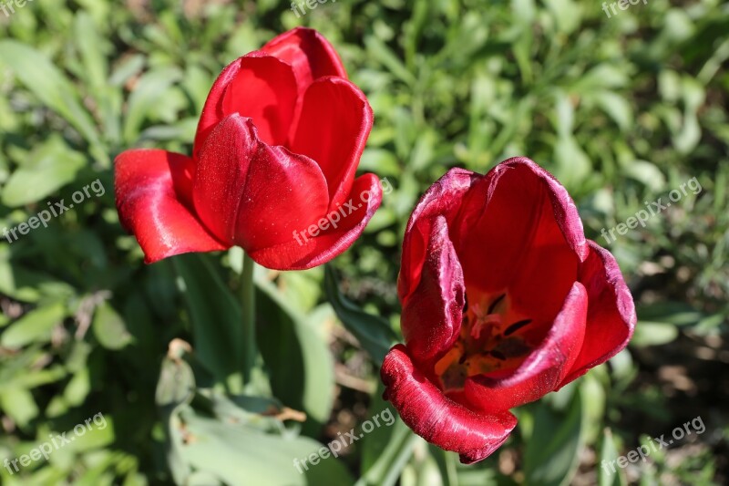 Nature Flower Plant Leaf Garden